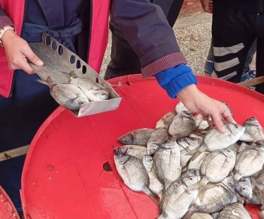 Zabıta Müdürlüğü ekiplerimiz, ilçe gıda tarım müdürlüğü ekibleri ile birlikte Su Ürünleri satışı yapan iş yeri denetimi yaptılar.