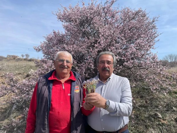 Avanos’ta Baharın Müjdecisi Nevruz Çiçekleri Açtı.