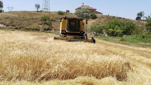 Nevşehir Milletvekilimiz Sn. Prof.Dr. Filiz Kılıç, Belediye Başkanımız ile hasat çalışmalarına katıldı.