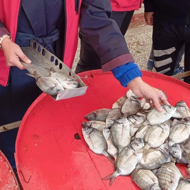 Zabıta Müdürlüğü ekiplerimiz, ilçe gıda tarım müdürlüğü ekibleri ile birlikte Su Ürünleri satışı yapan iş yeri denetimi yaptılar.