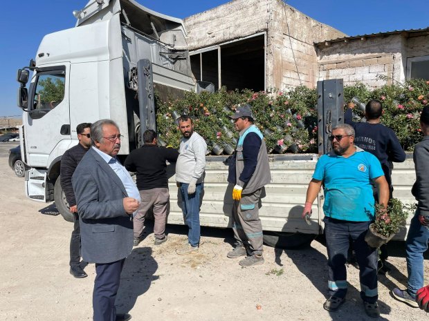 İlçemizin şehir meydanında yer alan çiçek saksılarında ve yeşil alanlarımızın peyzaj düzenlemelerinde kullanılacak olan rengarenk güller dikilmek üzere hazırlıklar yürütülüyor.