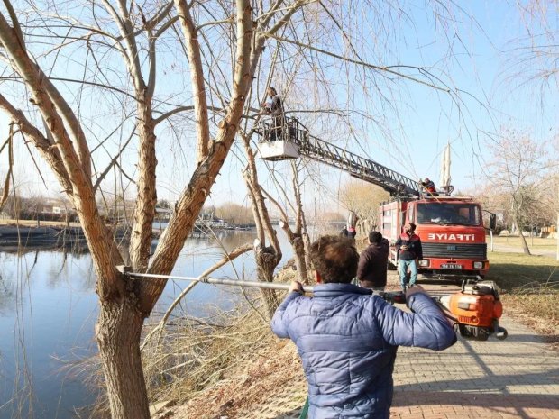 Kızılırmak Kenarındaki Ağaçların Budama ve Bakımları Yapılıyor.